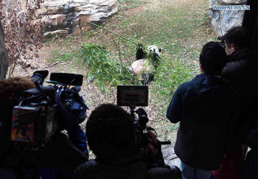 Reporters take pictures and videos of giant panda Bao Bao before she leaves the zoo, in Washington D.C., the United States, Feb. 21, 2017. 