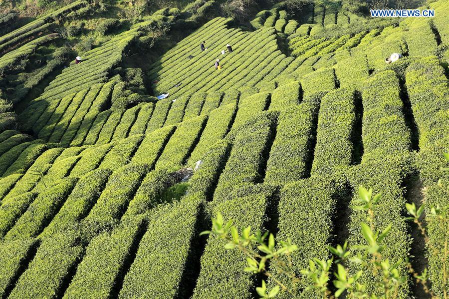 #CHINA-FARMERS-TEA-HARVEST (CN) 