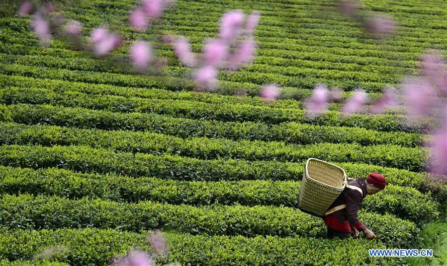 #CHINA-TEA-HARVEST (CN)