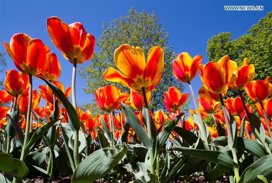 SWITZERLAND-MORGES-TULIP