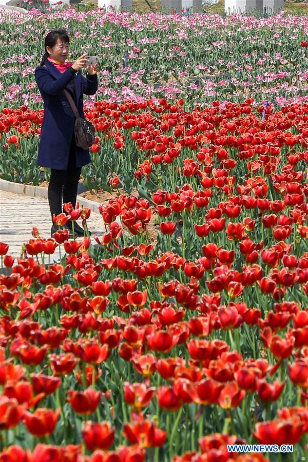 CHINA-HENAN-TULIP-BLOSSOM (CN)