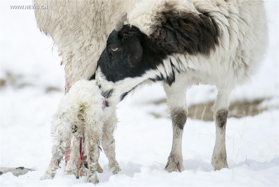 CHINA-XINJIANG-HEJING-BAYAN BULAG GRASSLAND-BREEDING SEASON (CN)