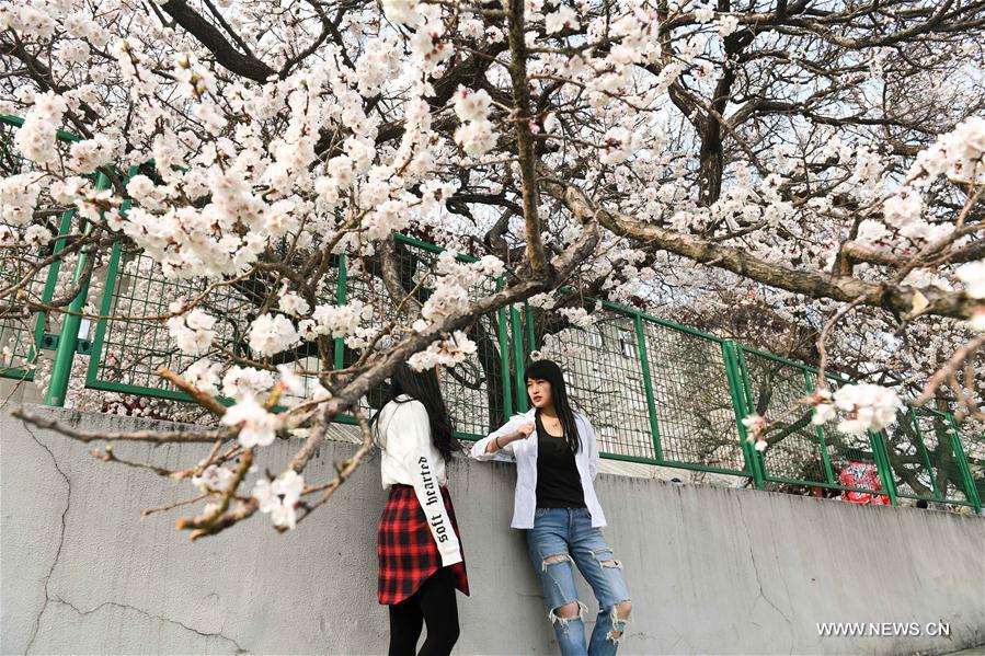 CHINA-HARBIN-APRICOT BLOSSOMS (CN)