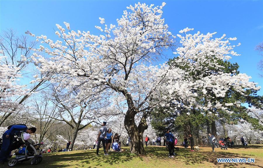 CANADA-TORONTO-CHERRY BLOSSOM