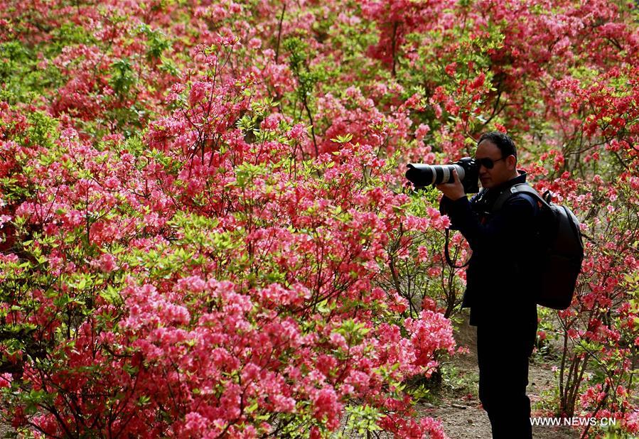 CHINA-ZHENGZHOU-AZALEA (CN)