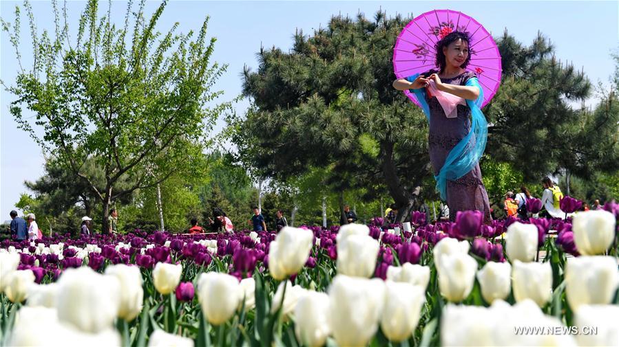 CHINA-CHANGCHUN-TULIP FLOWERS (CN)