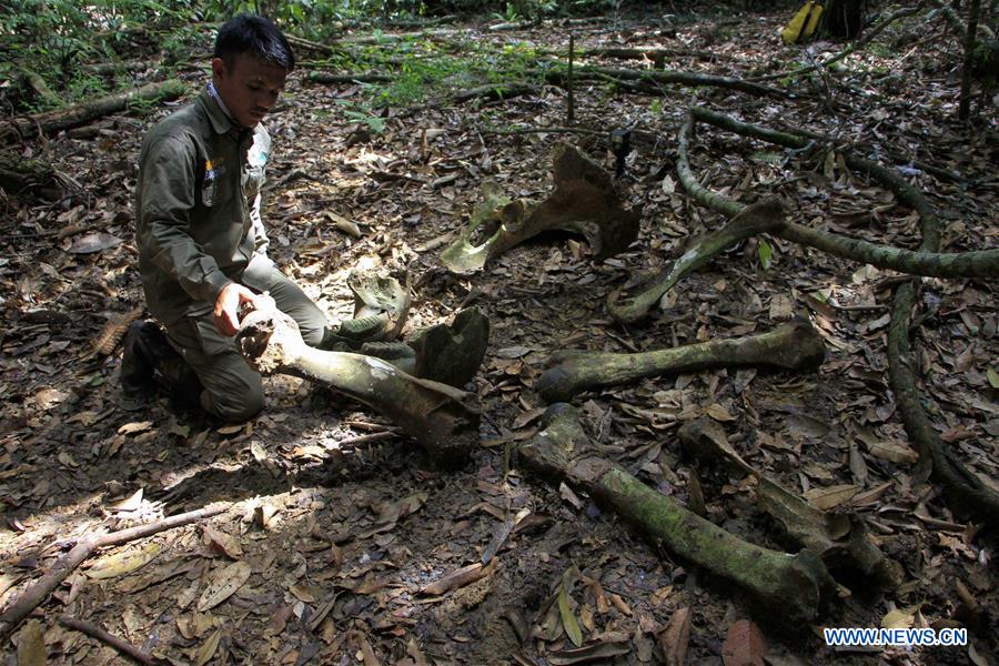 INDONESIA-ACEH-FOREST RANGERS