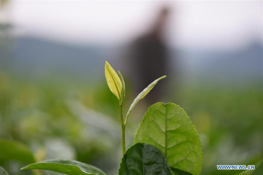 #CHINA-GUIZHOU-TEA-HARVEST (CN)