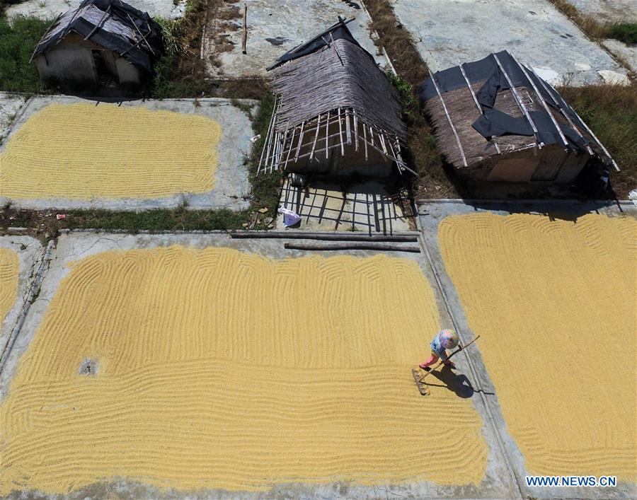 CHINA-HAINAN-RICE HARVEST (CN)