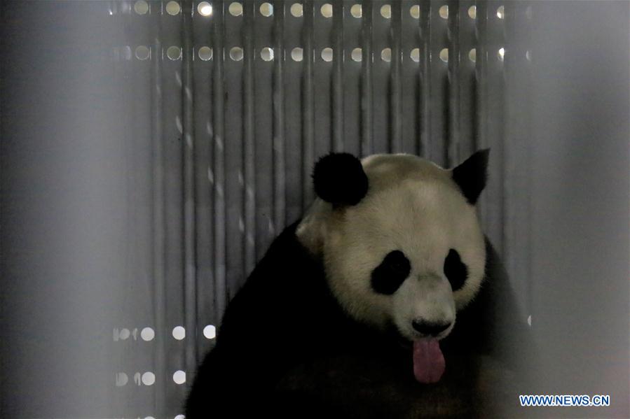 CHINA-CHENGDU-GERMANY-GIANT PANDAS (CN)