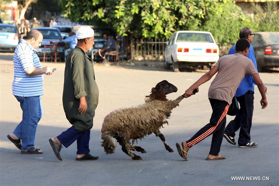 EGYPT-CAIRO-EID AL-ADHA-LIVESTOCK MARKET