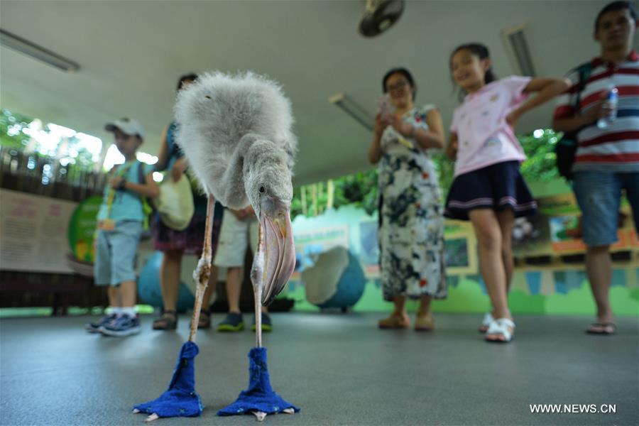 SINGAPORE-FLAMINGO-SHOES