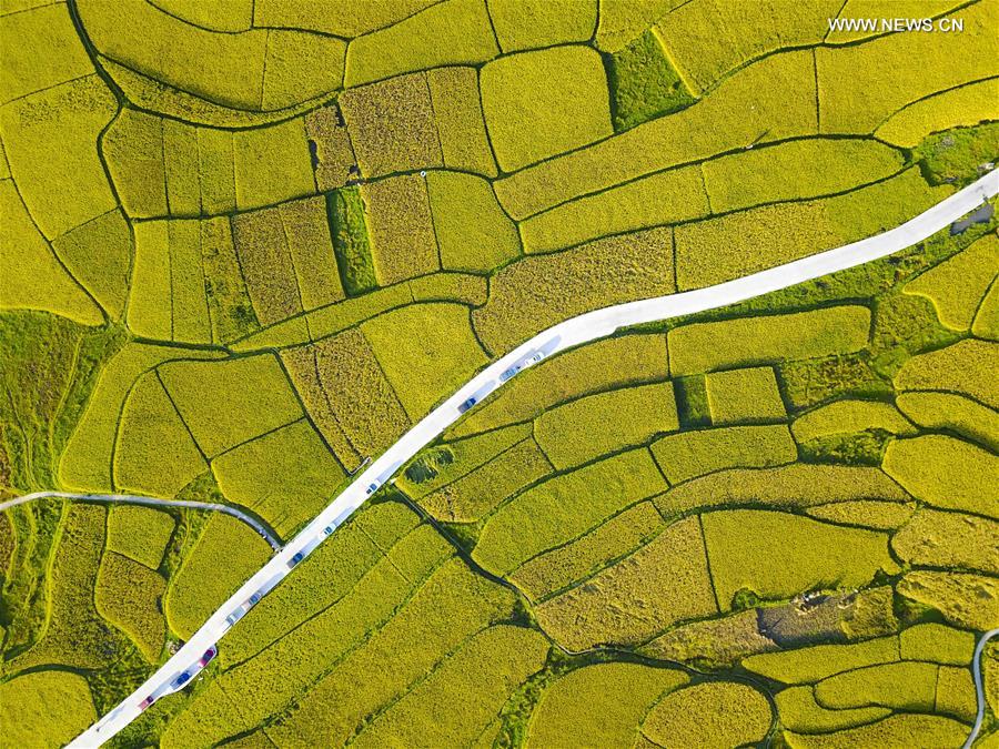 CHINA-GUIZHOU-HARVEST (CN)