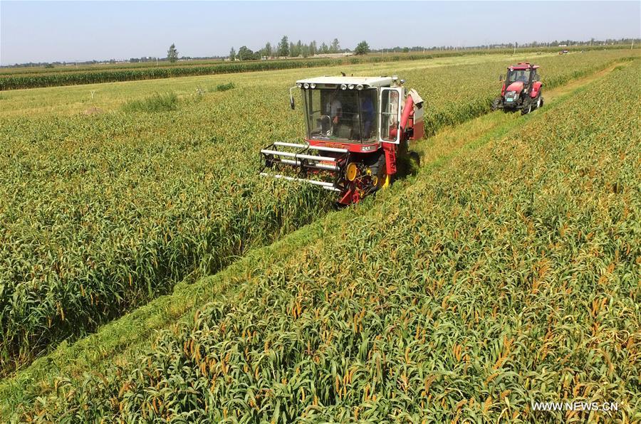 CHINA-HEBEI-MILLET-HARVEST (CN)