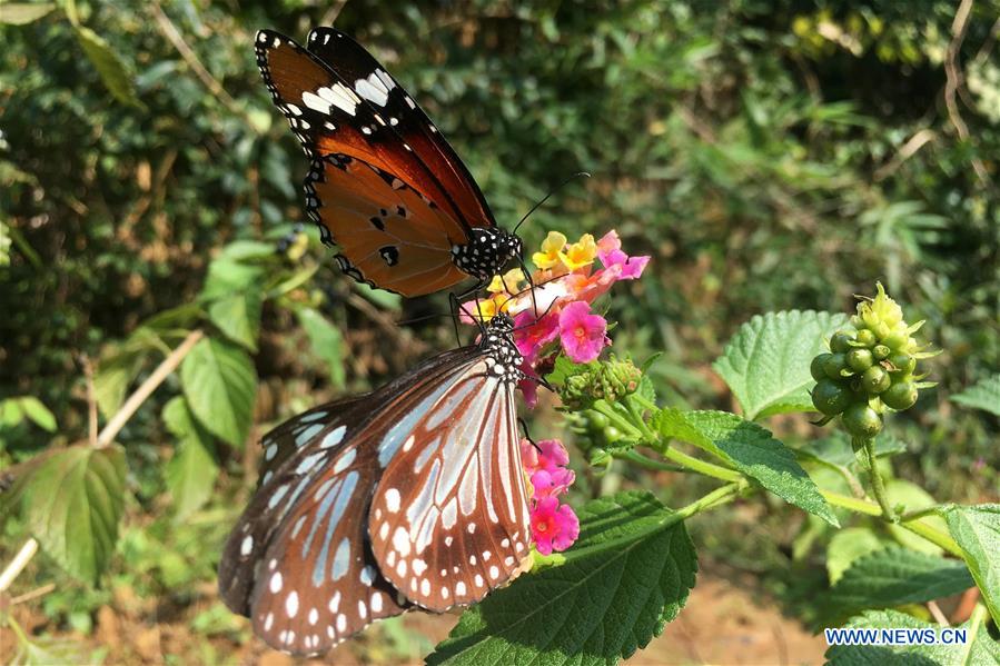 Butterflies in amazing colors seen in E China's Shandong Xinhua | English.news.cn