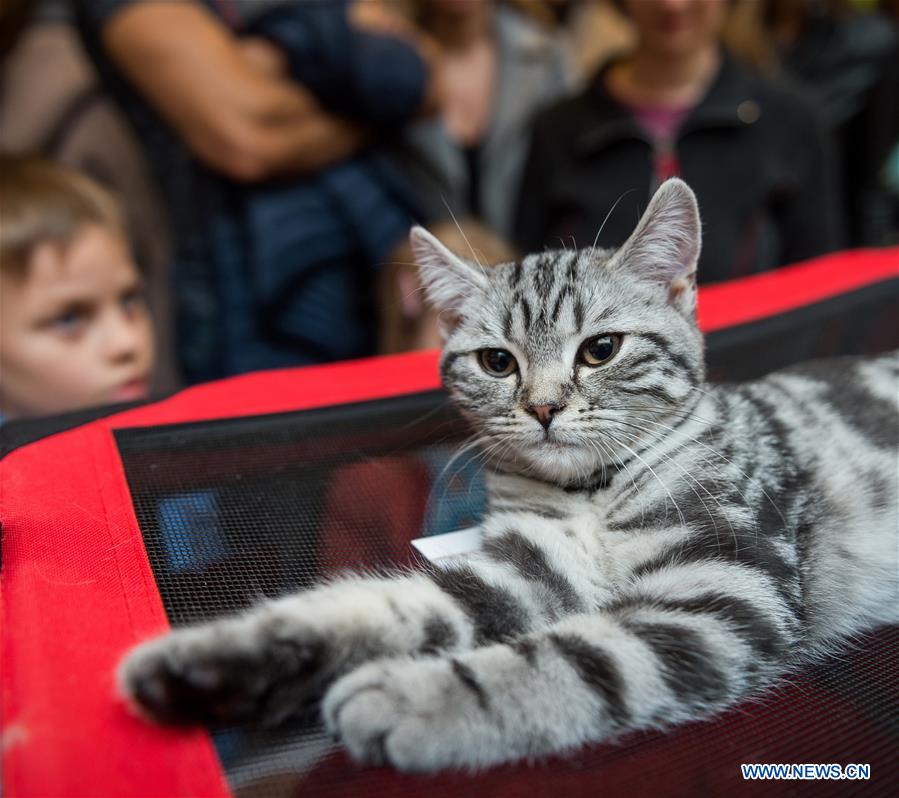 LITHUANIA-VILNIUS-CAT SHOW