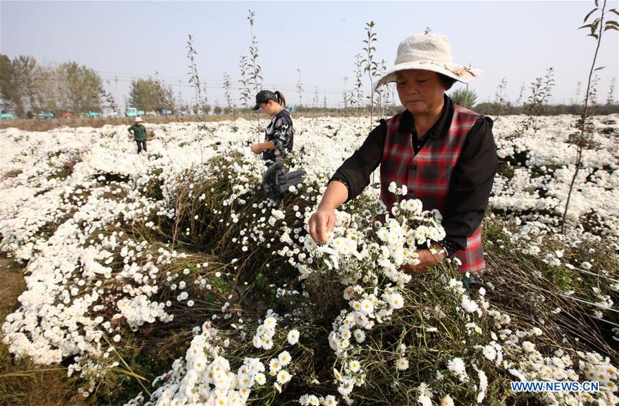 #CHINA-AUTUMN-HARVEST (CN)