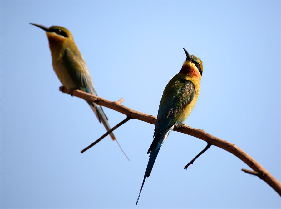 #CHINA-YUNNAN-BLUE-TAILED BEE EATER (CN)