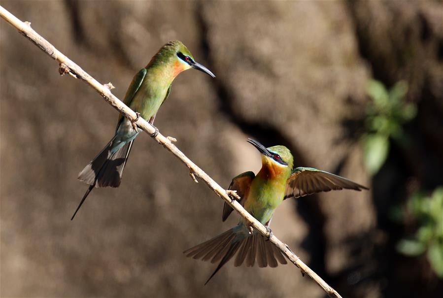 #CHINA-YUNNAN-BLUE-TAILED BEE EATER (CN)