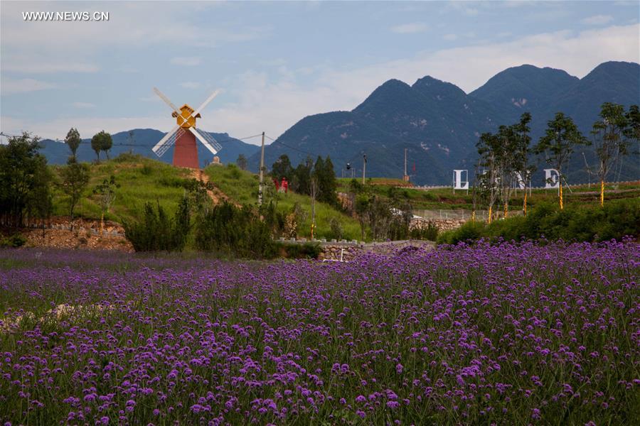 #CHINA-HENAN-FLOWER FESTIVAL(CN)