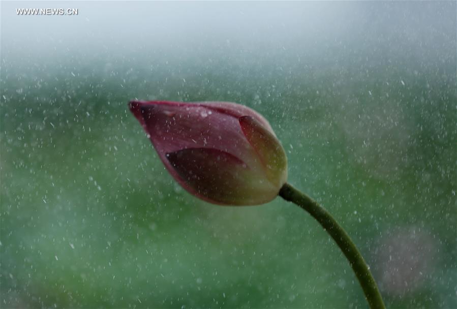 #CHINA-GUANGXI-LIUZHOU-LOTUS(CN)