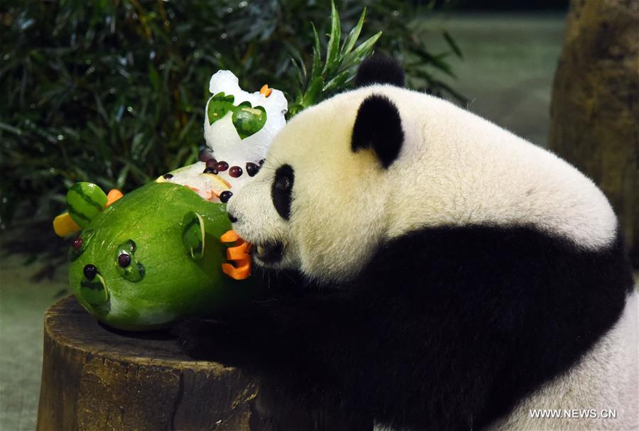 #CHINA-TAIPEI-GIANT PANDA-BIRTHDAY (CN) 