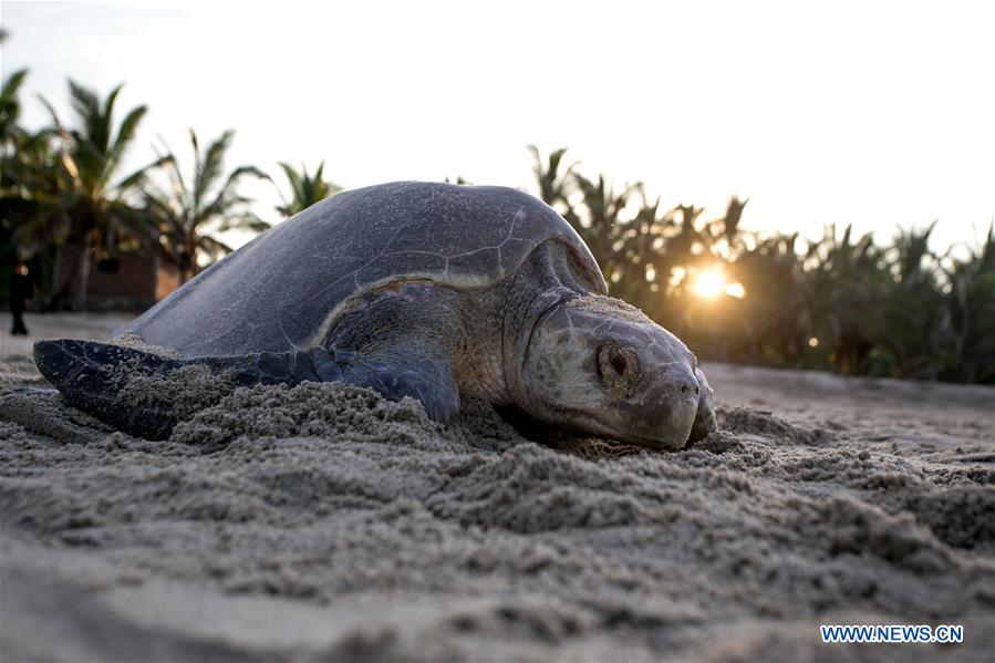  The Ultimate Guide to the Best Pet Turtles for Beginners: Choosing Your Perfect Shell Companion