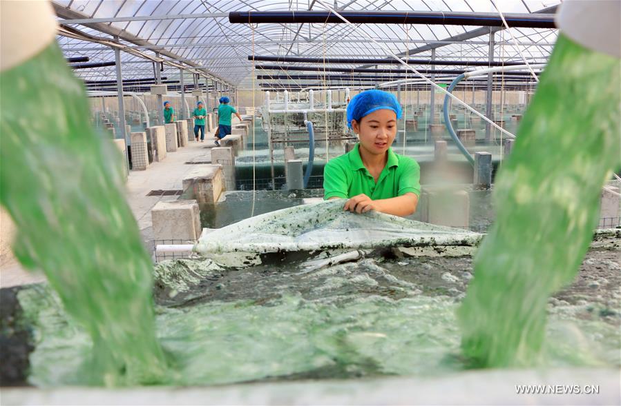 Zoucheng City has developed an spirulina industry worth 150 million yuan (about 22.62 million US dollars)annually in recent years.
