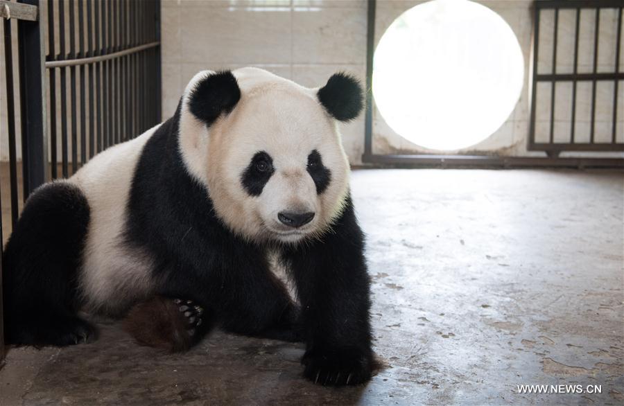 CHINA-SICHUAN-GIANT PANDA-WILD TRAINING (CN)