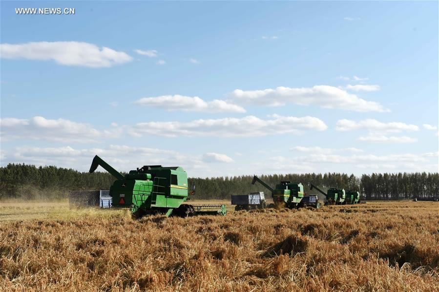 CHINA-HEILONGJIANG-PADDY RICE-HARVEST (CN)