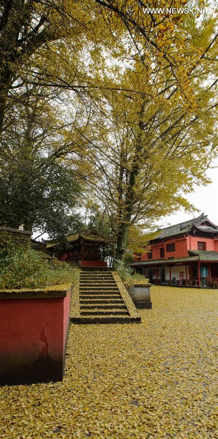 CHINA-SICHUAN-YA'AN-TIANGAI TEMPLE-GINKGO TREE (CN) 