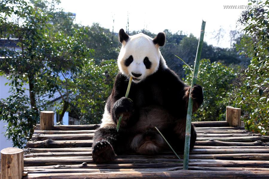 #CHINA-ANHUI-GIANT PANDA (CN) 