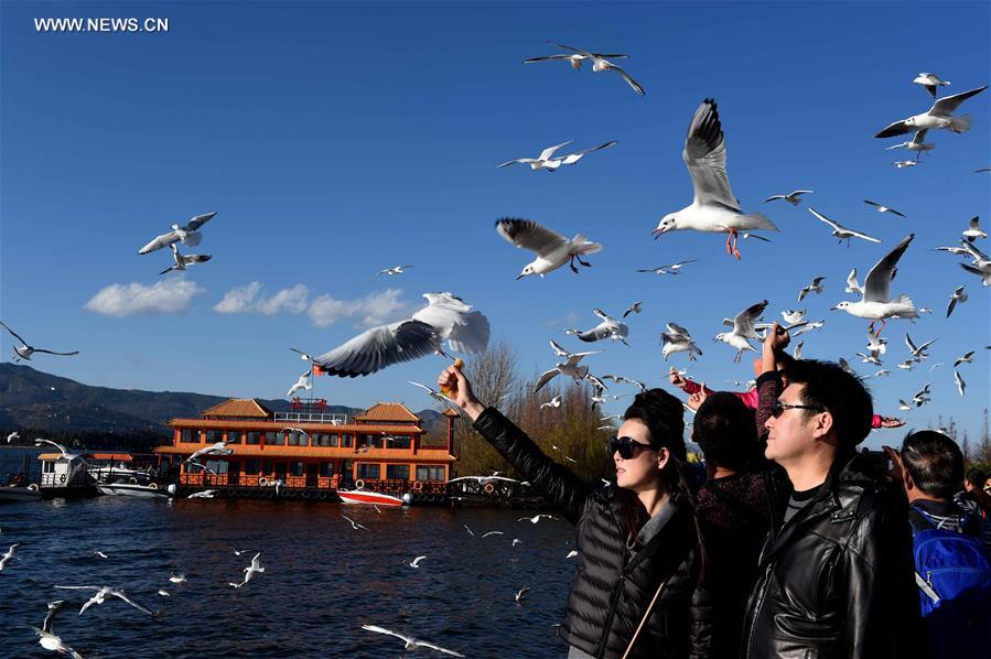 CHINA-KUNMING-DIANCHI LAKE-BLACK-HEADED GULLS (CN)