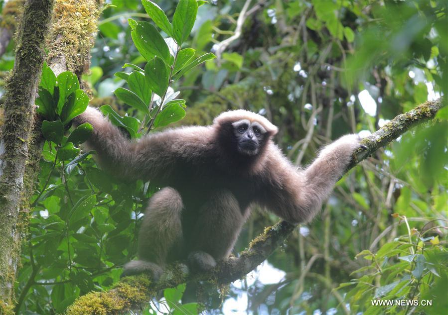 CHINA-YUNNAN-NEW GIBBON SPECIES (CN)