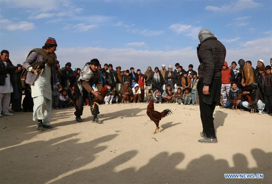 AFGHANISTAN-GHAZNI-COCKFIGHTING