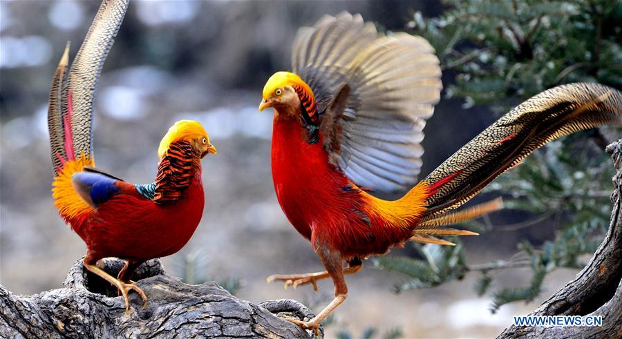 #CHINA-HENAN-RUYANG COUNTY-GOLDEN PHEASANTS (CN)