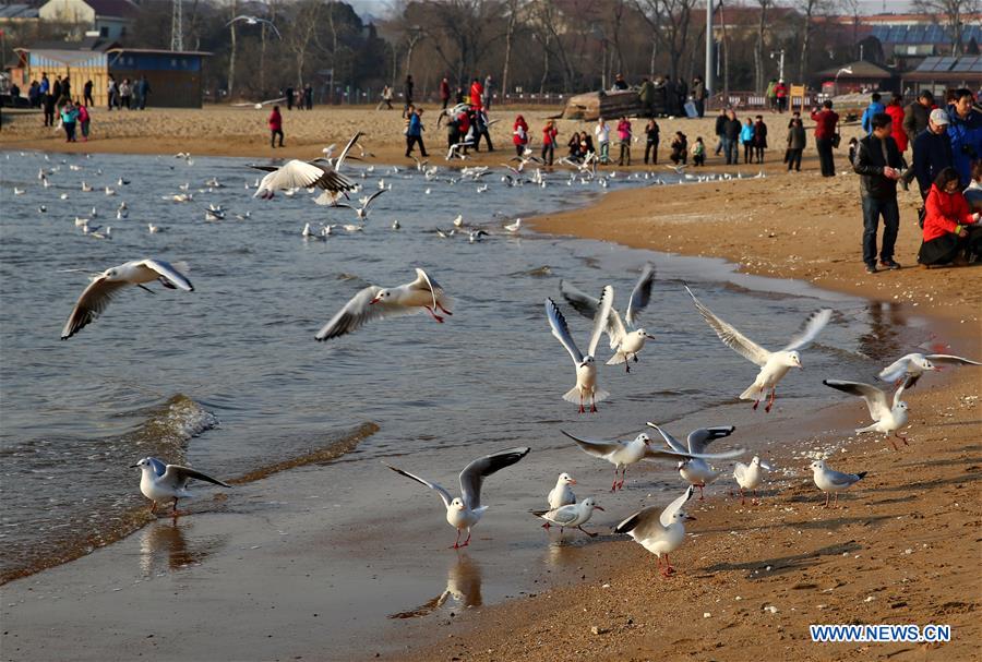 CHINA-HEBEI-SEAGULL (CN)