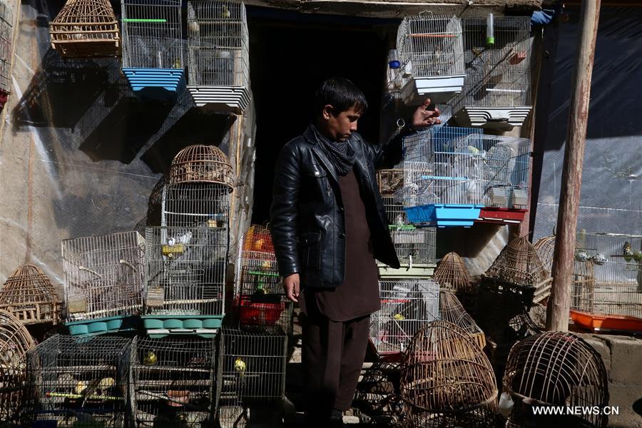 AFGHANISTAN-GHAZNI-BIRD SHOP