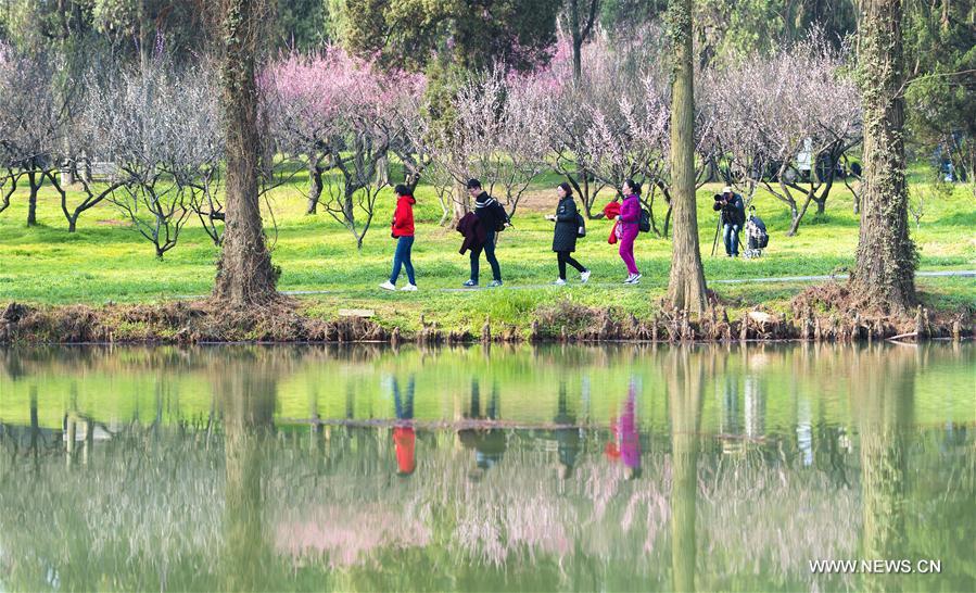 CHINA-WUHAN-PLUM BLOSSOMS (CN)