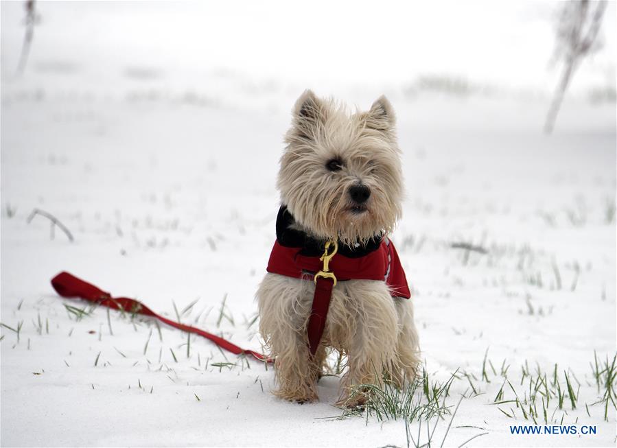 U.S.-WASHINGTON D.C.-STORM-STELLA