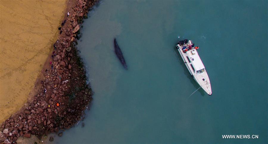 CHINA-GUANGDONG-HUIZHOU-SPERM WHALE-STRANDING (CN)