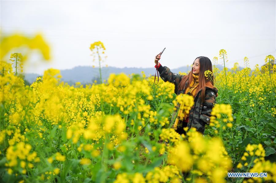 A woman takes selfie with cole flowers at Linfeng Township in Changshou District of Chongqing, southwest China, March 16, 2017. (Xinhua/Li Renzi)
