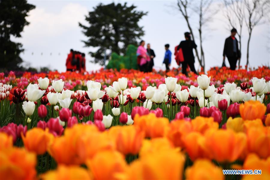 People view blooming tulips at Changshouhu scenic spot in Chongqing, southwest China, March 16, 2017. (Xinhua/Wang Quanchao)