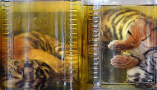 All 137 tigers removed from Tiger Temple of Thailand