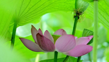 Lotus flowers bloom in east China's Qingdao