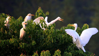 Egrets seen near Xin'anjiang River in Huangshan