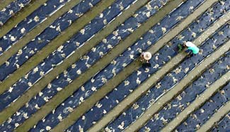 Farmers busy with sowing after "Liqiu"