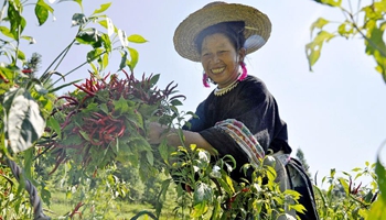 Villagers of Dong ethnic group harvest red peppers in SW China