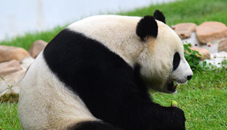 Giant pandas in NE China attract tourists during National Day holiday