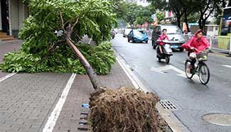 Typhoon Haima makes landfall in south China
